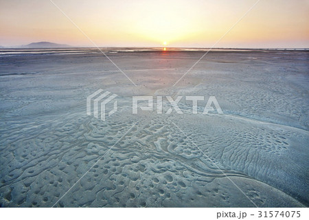 干潟 永宗島 ヨンジョンド 31574075