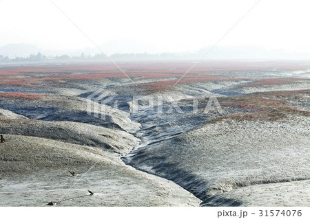 干潟 霧 永宗島 31574076