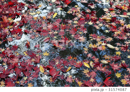 紅葉 カエデの葉 葉 31574087