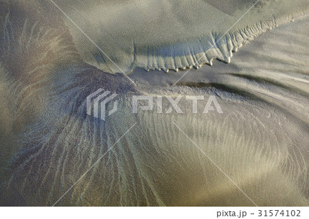 干潟 永宗島 ヨンジョンド 31574102