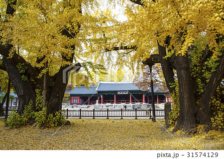 ソウル 成均館明倫堂 イチョウ 31574129