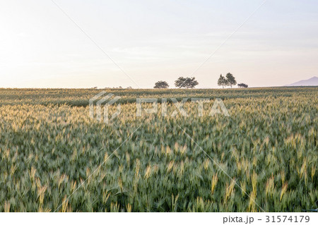 高敞郡 田畑 麦畑 31574179