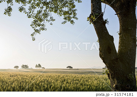 田畑 麦畑 全北 31574181