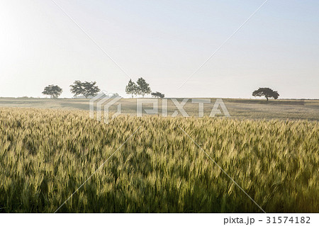 高敞郡 麦畑 全北 31574182