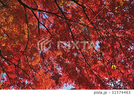 木 紅葉 カエデ 31574463