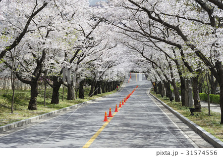 京畿道 キョンギド 桜 31574556