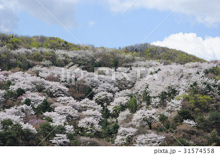 京畿道 キョンギド 桜 31574558