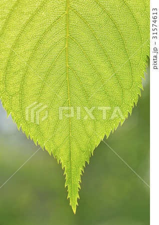 葉 木の葉 緑 31574613