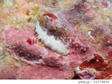 シロハナガサウミウシ 31574634