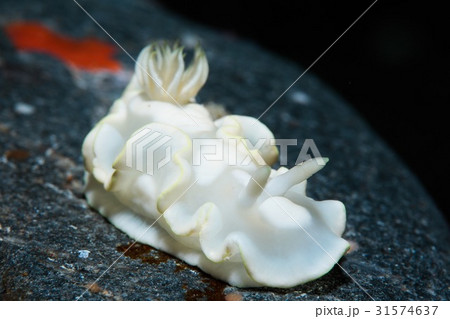 シロタエイロウミウシ 31574637