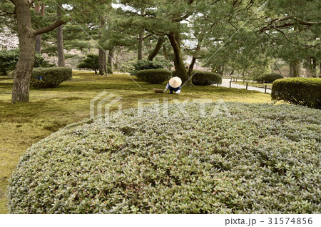 兼六園の庭師 31574856