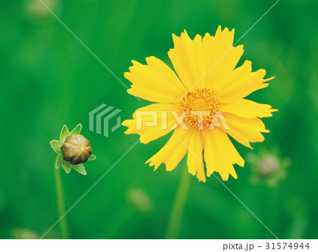 グムギェグク 花 植物 31574944