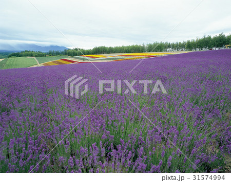 花畑 ラベンダー 見よ 31574994