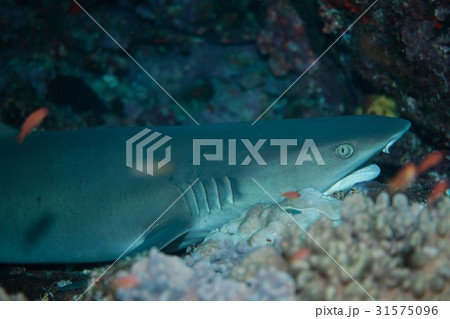 ネムリブカ ネムリブカ 31575096