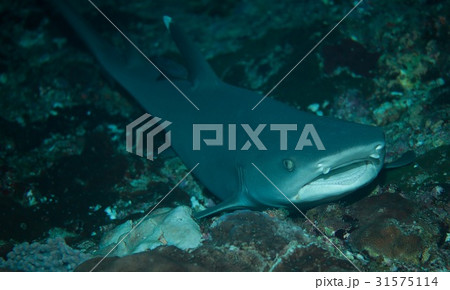 ネムリブカ 31575114