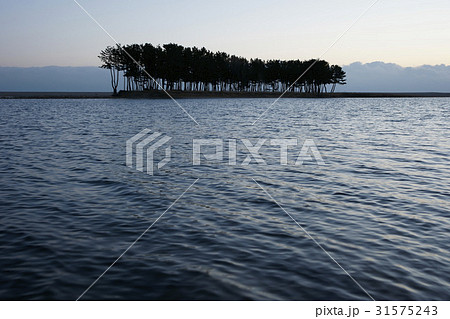 江原道 三陟 松 31575243