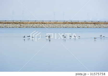京畿道 キョンギド 始華湖 31575758