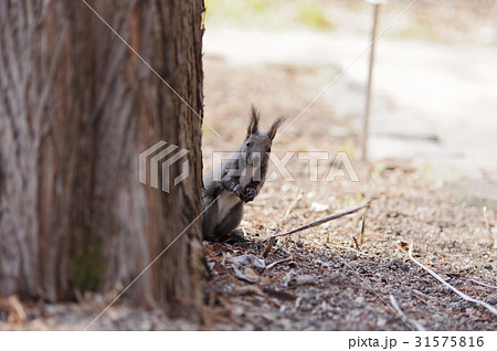 前顔 正面 ムートンブーツ 31575816