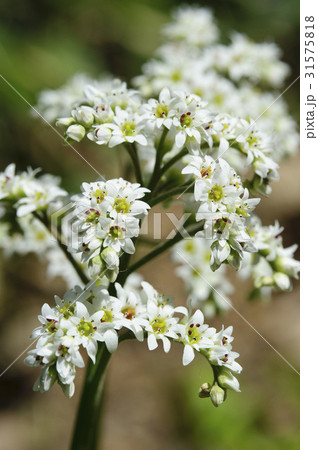 花 ドルダンプン 植物 31575818