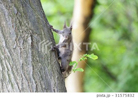 木 動物 屋外 31575832