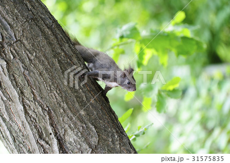 木 動物 自然 31575835