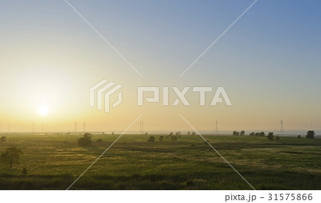 始華湖 オウムも 草原 31575866