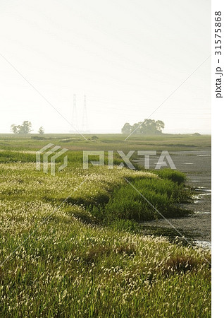 京畿道 キョンギド 始華湖 31575868