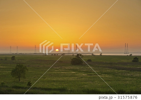 シルエット 安山市 オウムも 31575876