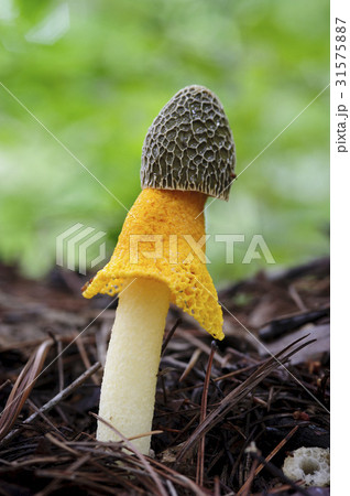 黄色の上戸キノコ 黄色 イエロー 31575887