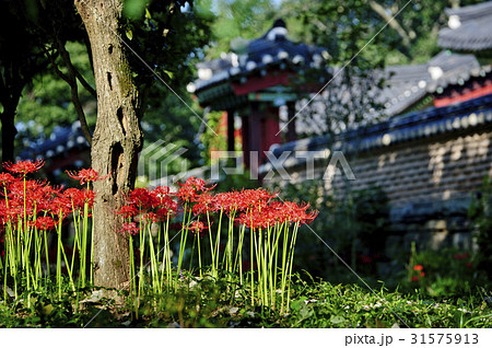 花 ブルガプサ 全羅南道 31575913