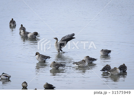 川 河 ガチョウ 31575949