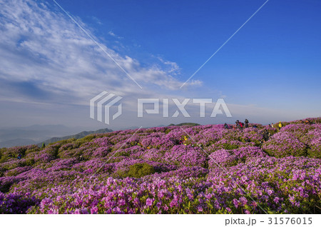 慶南 ツツジ 風景 31576015