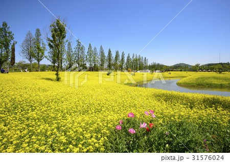 花 花畑 順天湾庭園 31576024