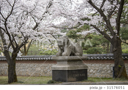 京畿道 キョンギド 桜 31576051