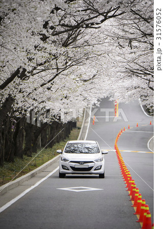 木道 並木道 道路 31576052