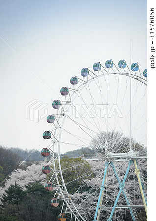 遊園地 乗り物 桜 31576056