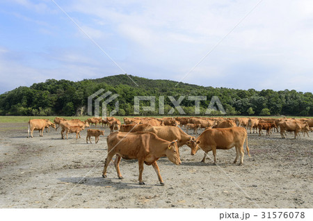 小 ふくらはぎ 草原 31576078