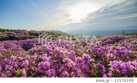 慶南 ツツジ パノラマ 31576109
