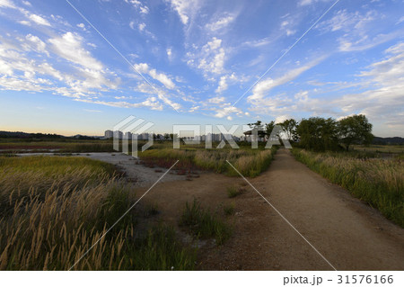 生態公園 自然 風景 31576166