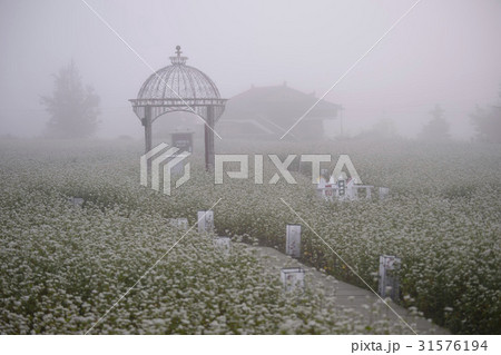 花 木 ソバ畑 31576194