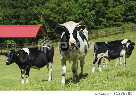 江原道 大関嶺 乳牛 31576280