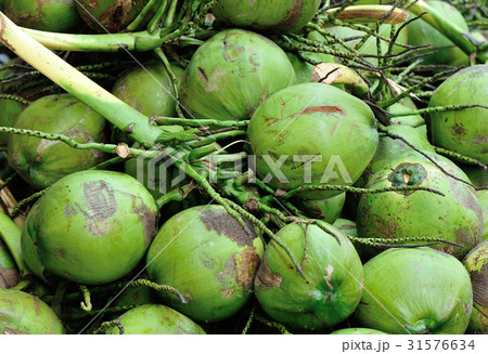 Closeup of green coconuts For Sell On Street 31576634