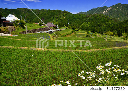 高島市畑の棚田 高島市畑の棚田 31577220