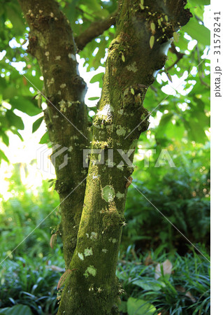 Fresh young cocoa pods in growth on the tree 31578241