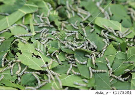 Silkworm eating mulberry green leaf. Silkworm eating mulberry green leaf. 31578601