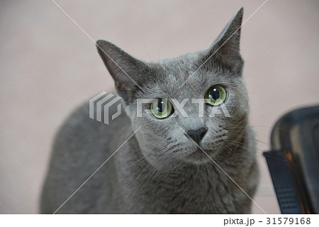 猫【ロシアンブルー】 31579168