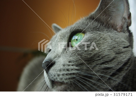 猫【ロシアンブルー】 31579171