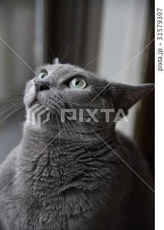 猫【ロシアンブルー】 31579307