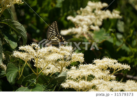 アゲハチョウ アゲハチョウ 31579373
