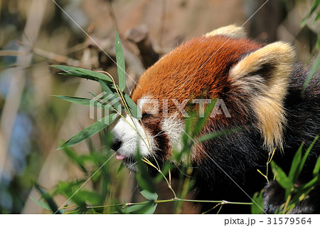 レッサーパンダ　食事中 31579564